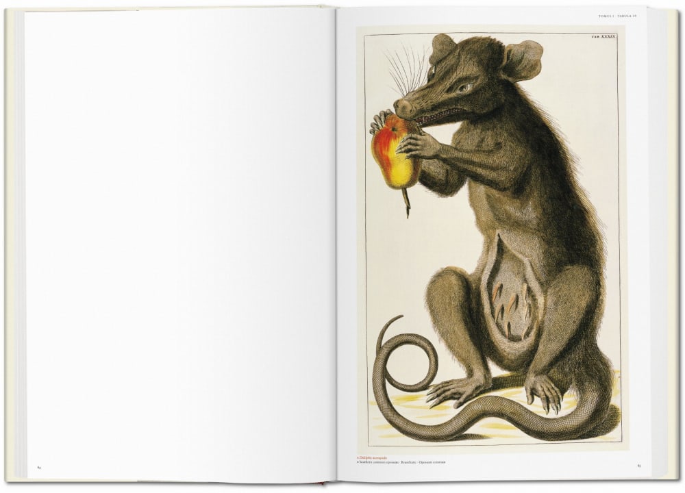 Seba. Cabinet of Natural Curiosities (German, French, English) - Maisons du Monde