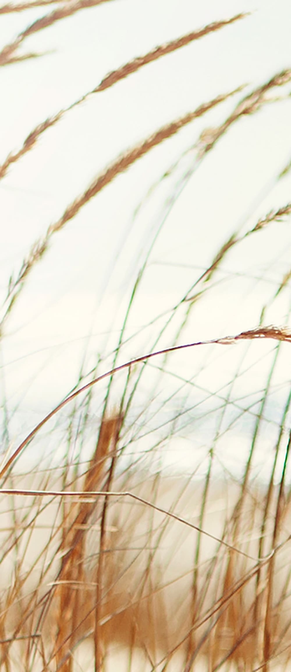 Papier peint panoramique Dune