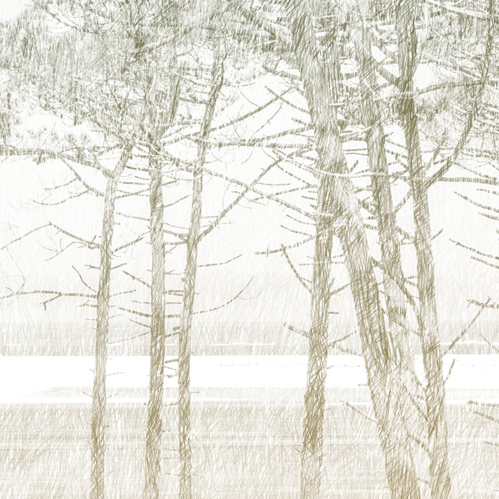 Papier peint panoramique Les Pins