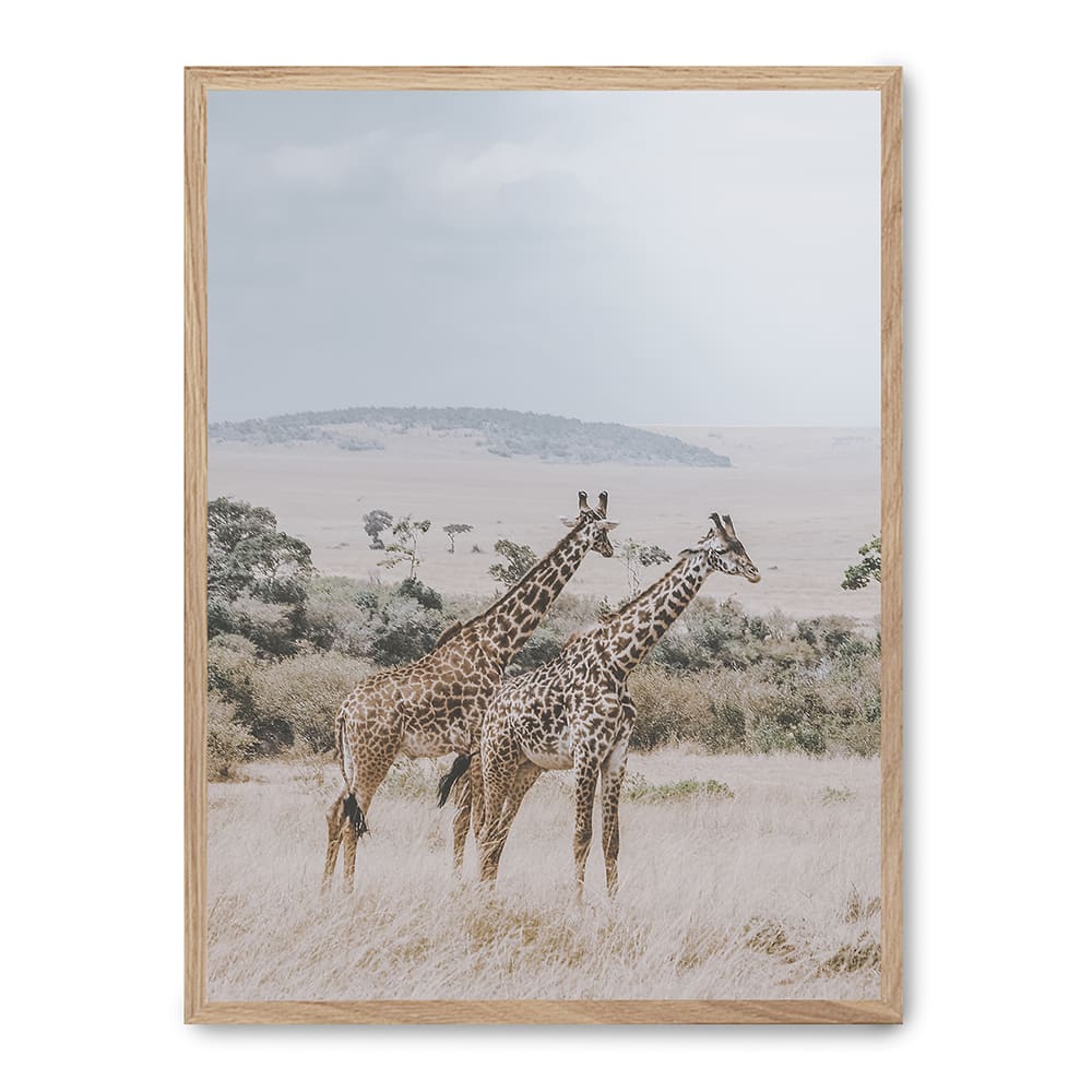 Poster Lab Wandbild giraffe, hochwertiger rahmen, eichenfurnier, 50x70 cm Mehrfarbig Holz
