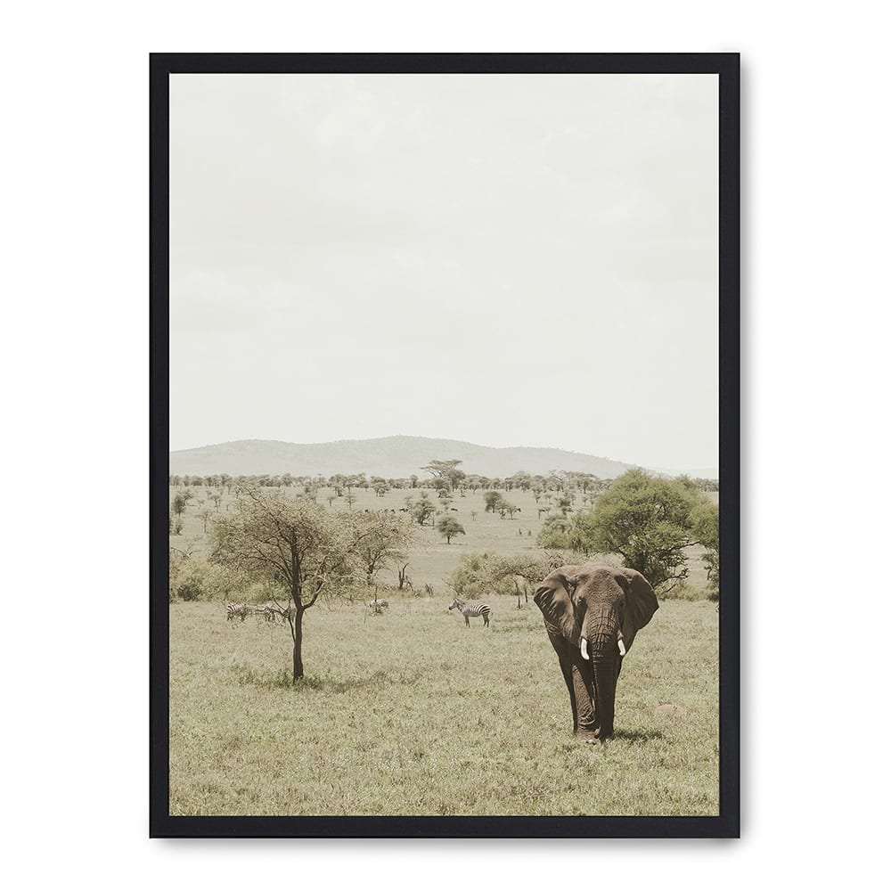 Poster Lab Wandbild elefant, schwarzer rahmen, 50x70 cm Mehrfarbig Holz