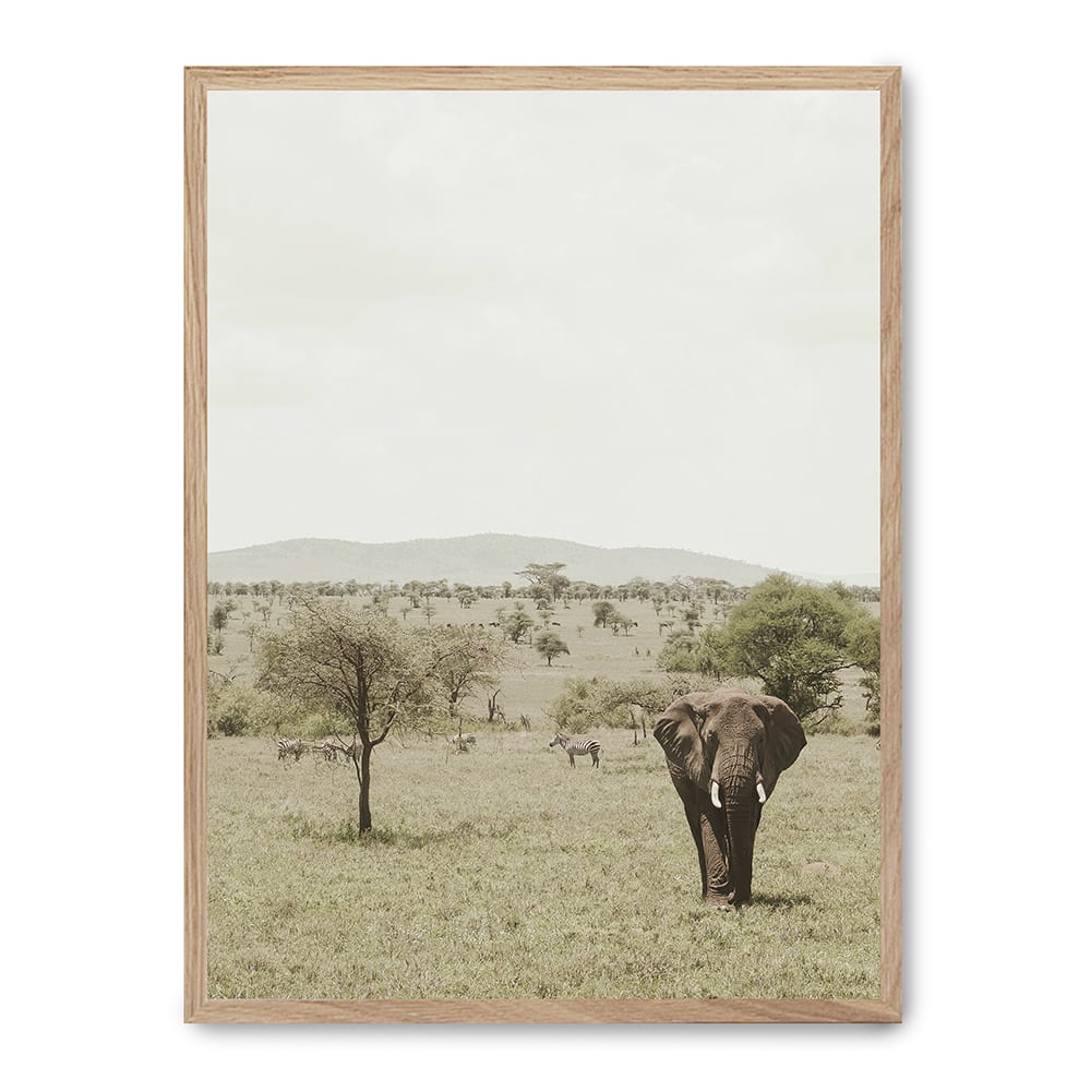 Wandbild elefant, hochwertiger rahmen, eichenfurnier, 30x40 cm -