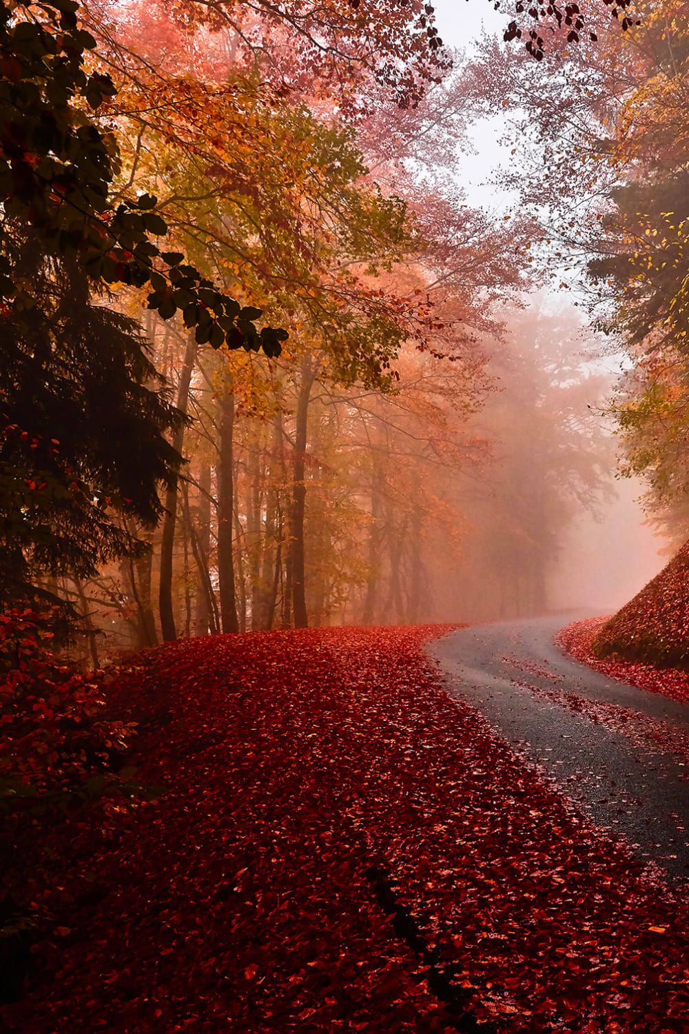 Tableau nature explosion automnale imprimé sur toile 60x90 cm