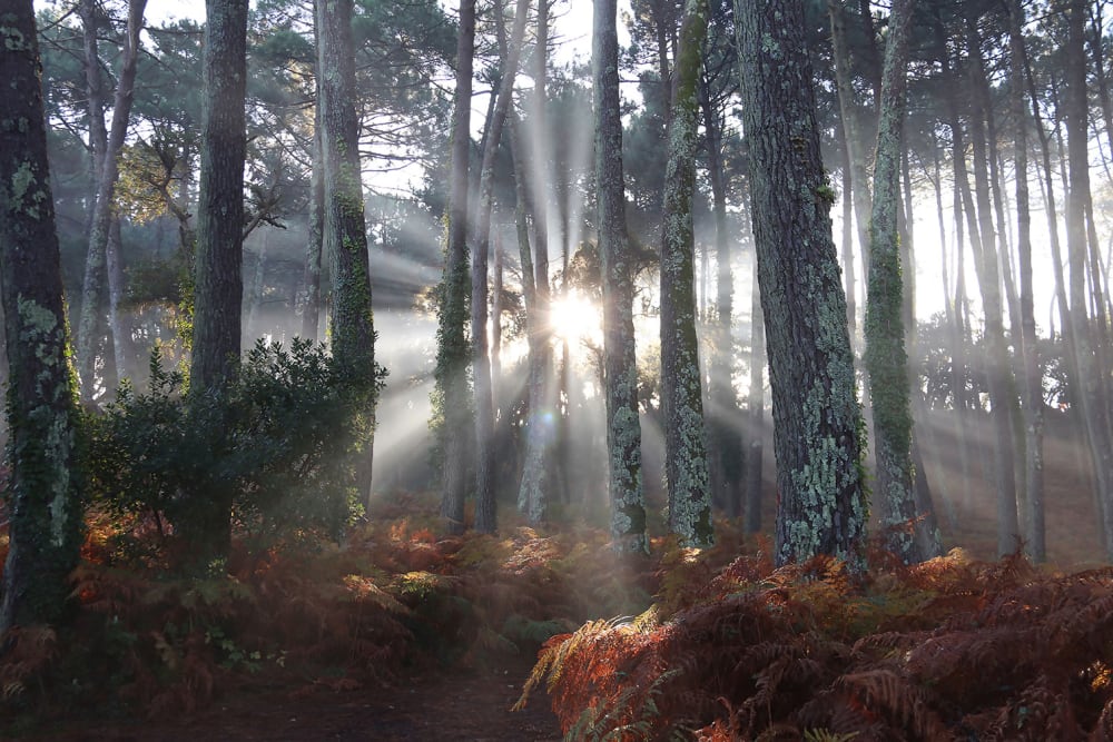 Tableau brume landaise imprimé sur toile 90x60 cm