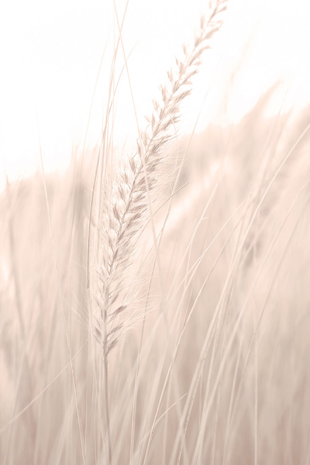 Tableau blé poudré imprimé sur toile 60x90 cm