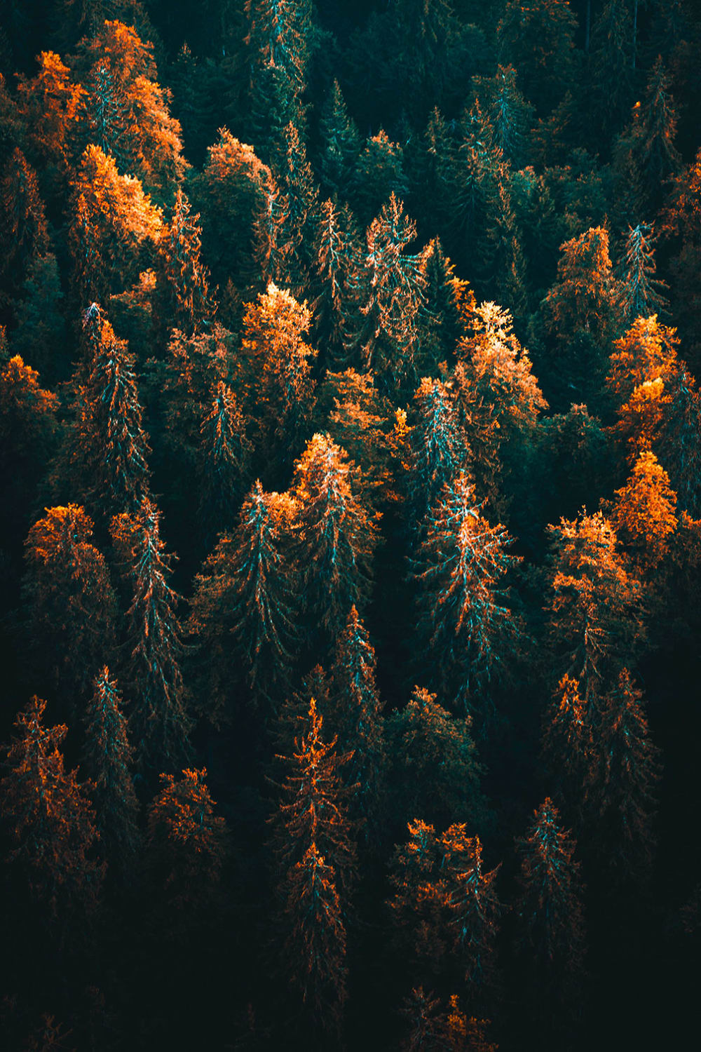 Tableau couleur d'automne en haute savoie imprimé sur toile 60x90 cm