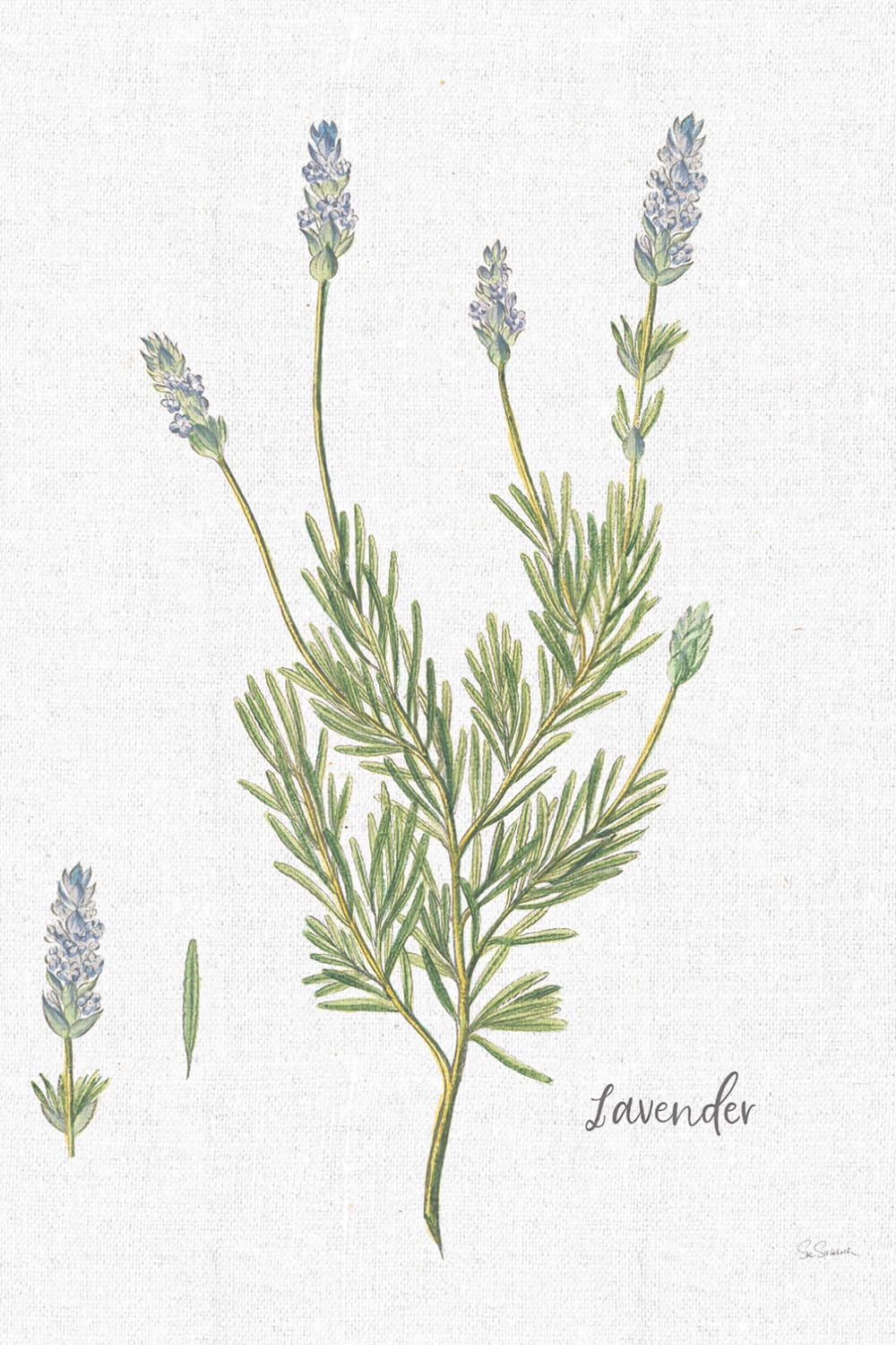 Tableau fleurs lavande illustrée imprimé sur toile 60x90 cm