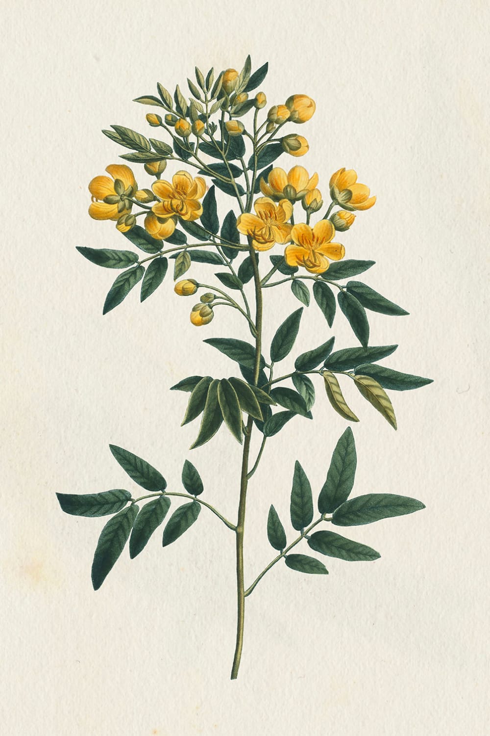 Tableau fleurs millepertuis illustré imprimé sur toile 60x90 cm