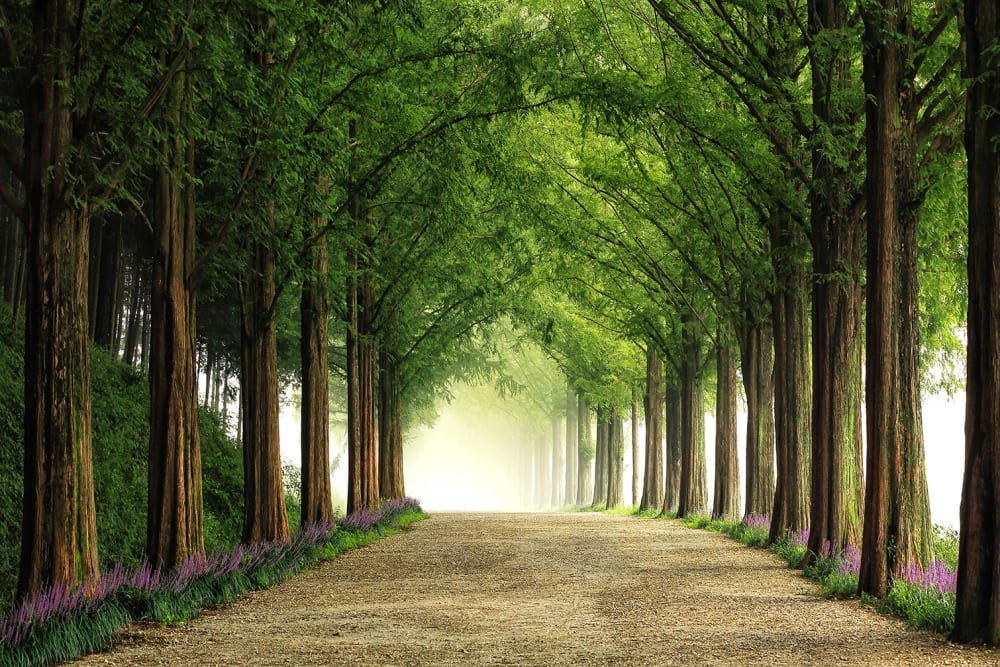 Tableau paysage Metasequoia imprimé sur toile 90x60 cm