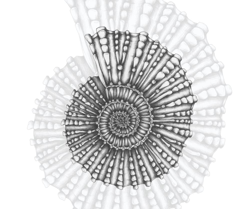 Papier peint coquillage, noir et blanc 225 x 250cm — vue 3