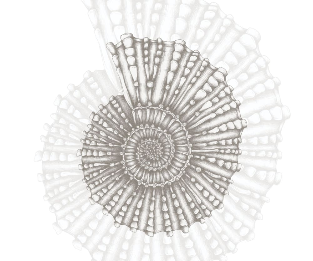 Papier peint coquillage, gris 300 x 250cm — vue 3