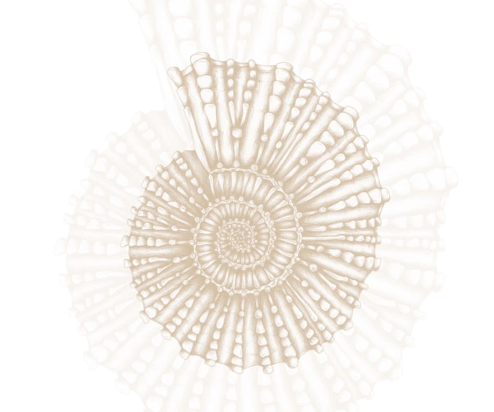 Papier peint coquillage, beige 225 x 250cm — vue 3