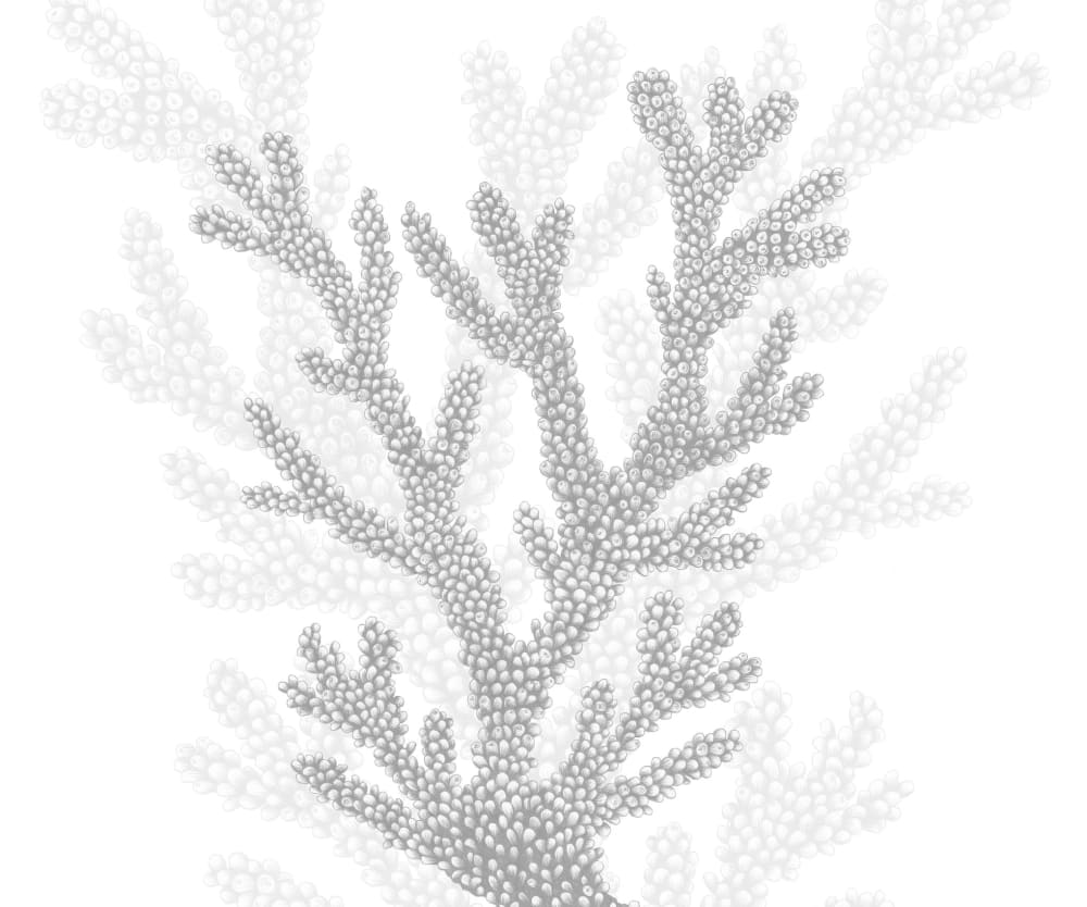 Papier peint corail, gris 225 x 250cm — vue 3