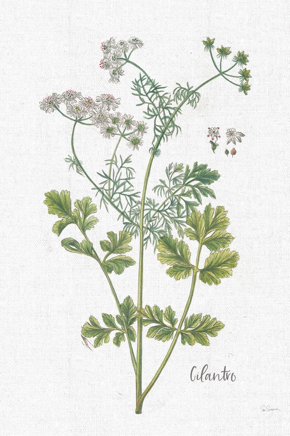 Tableau fleurs coriandre dessinée imprimé sur toile 60x90 cm