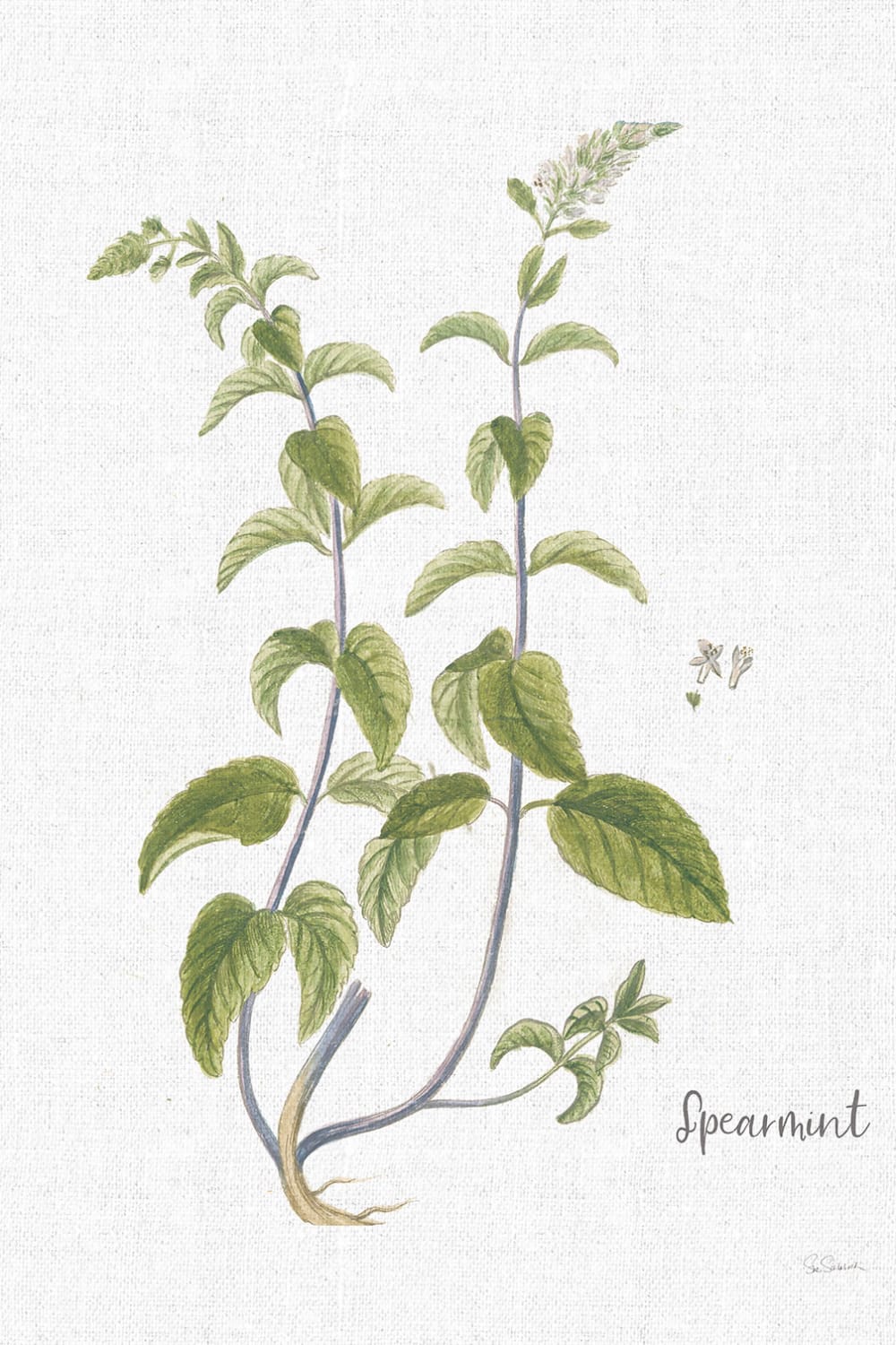 Tableau fleurs menthe verte illustrée imprimé sur toile 60x90 cm