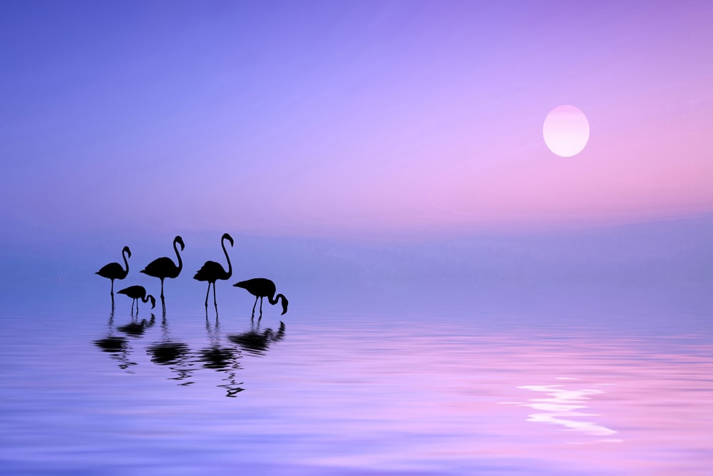 Tableau animaux flamant rose matinal imprimé sur toile 90x60 cm