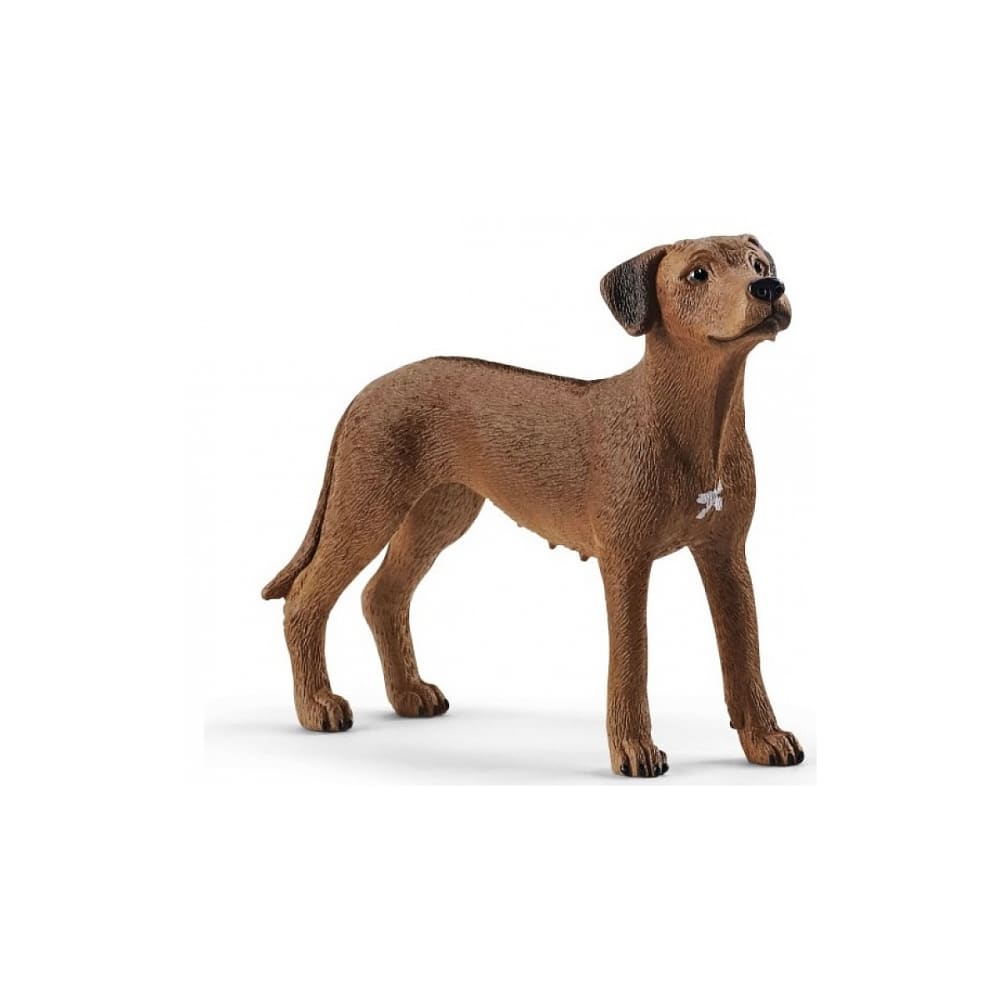 Chien de Rhodesie a crete dorsale