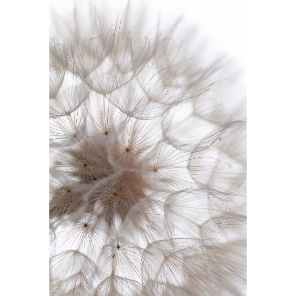 Tableau sur verre synthétique pissenlit 80x120