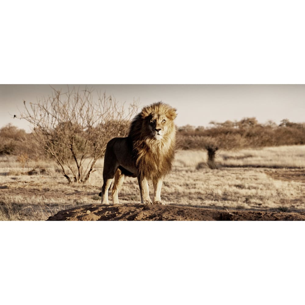 Tableau sur verre synthétique roi de la savane 65x145