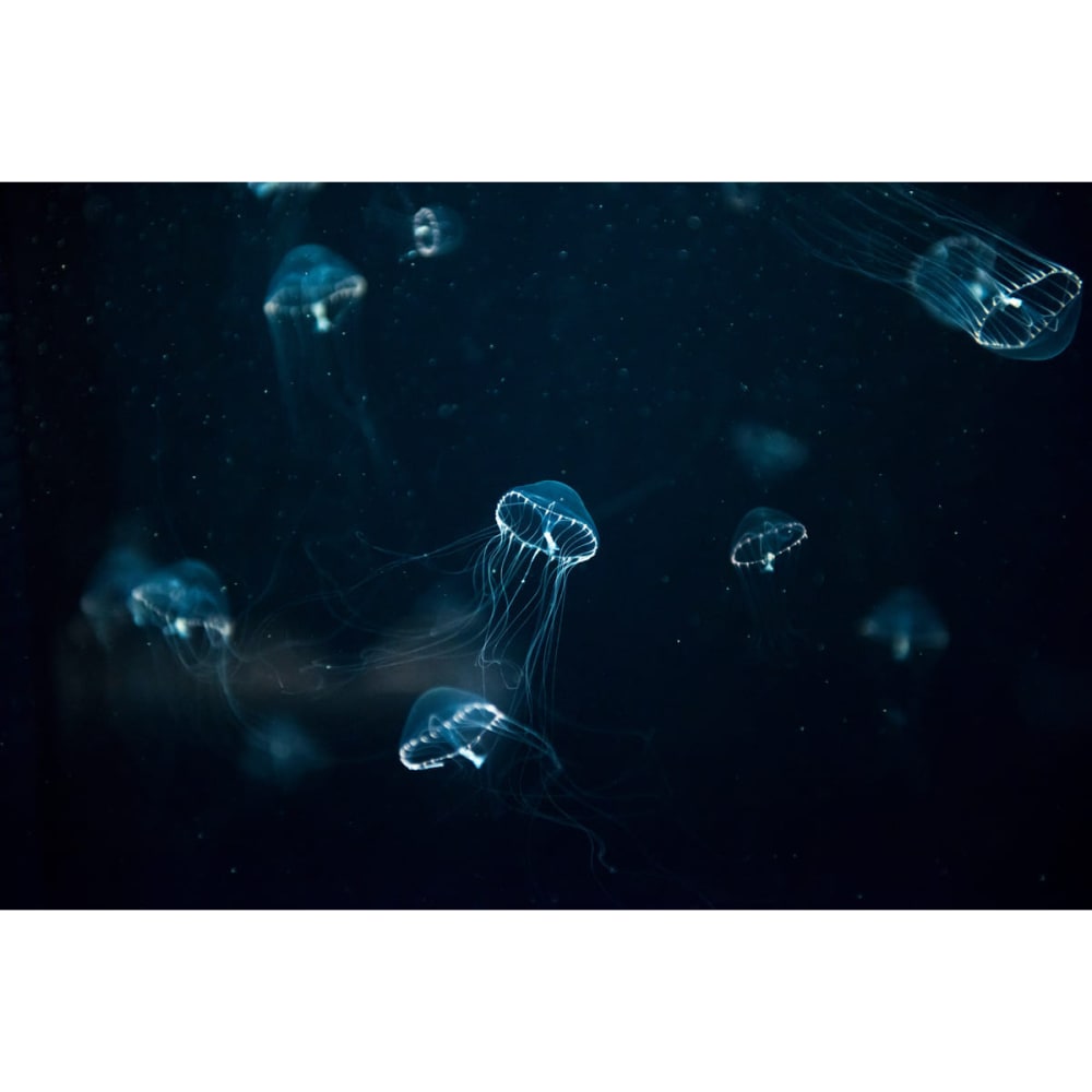 Tableau+sur+toile+meduses+luminescentes+30x45