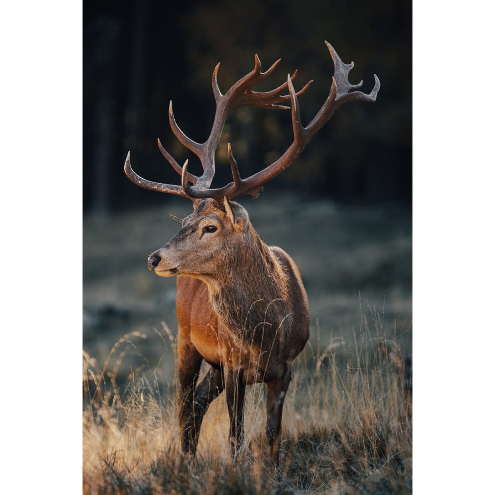 Tableau sur verre synthétique cerf sauvage 80x120