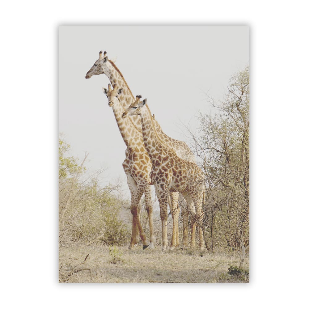Poster Lab Poster giraffe, 30x40 cm Mehrfarbig Papier