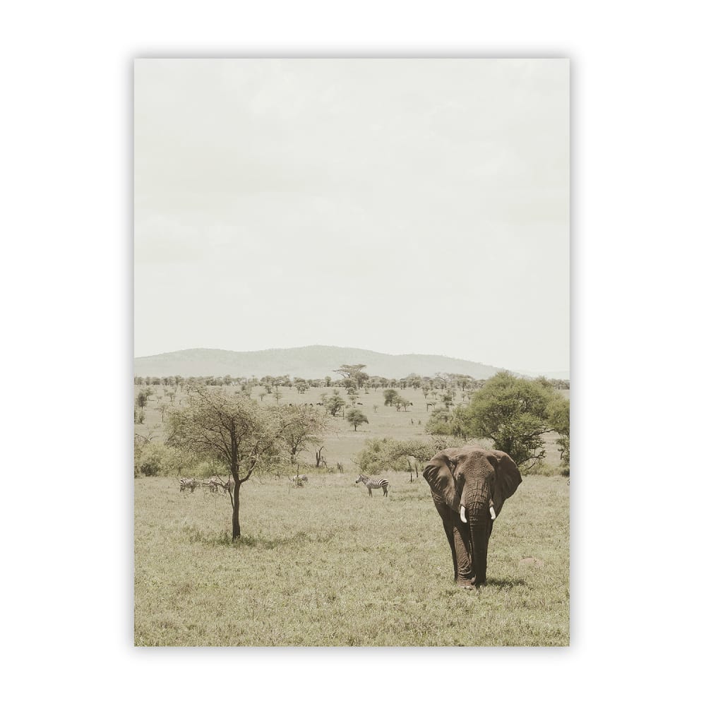 Poster Lab Poster elefant, 30x40 cm Mehrfarbig Papier
