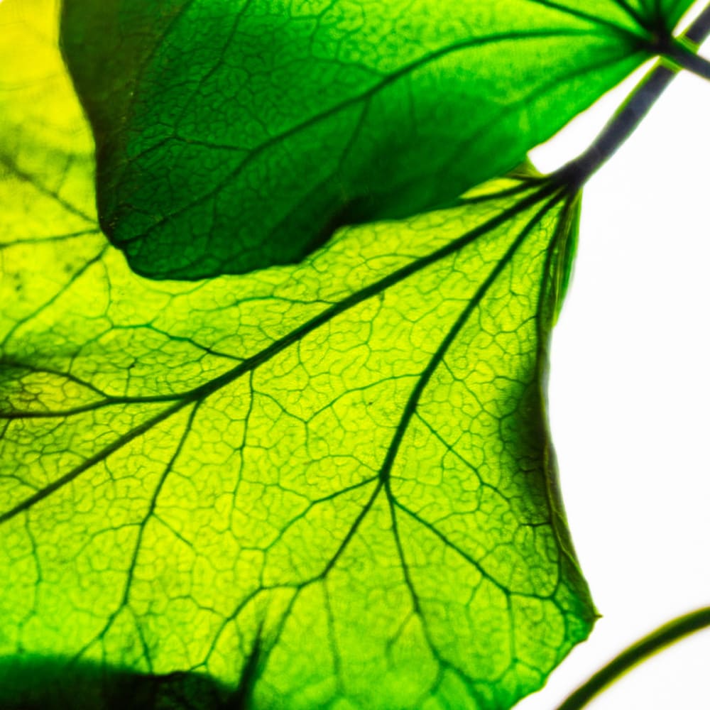 Lierre Hélix vert immergé - La Tour Eiffel