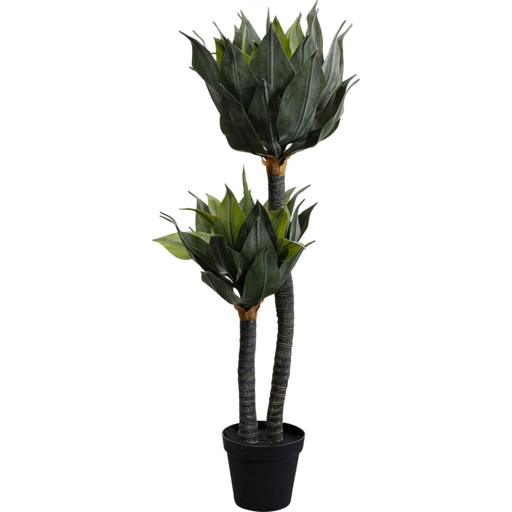 plante décorative agave