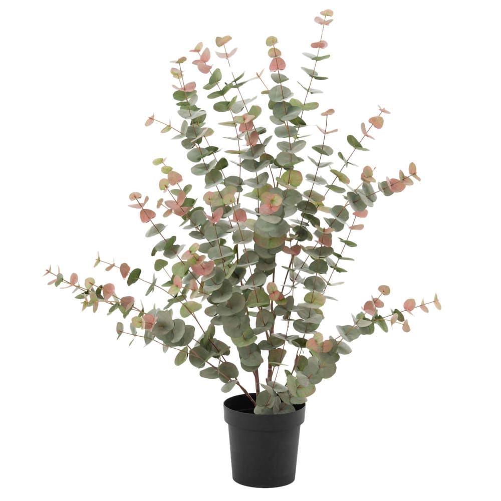 Eucalyptus 120 cm pot