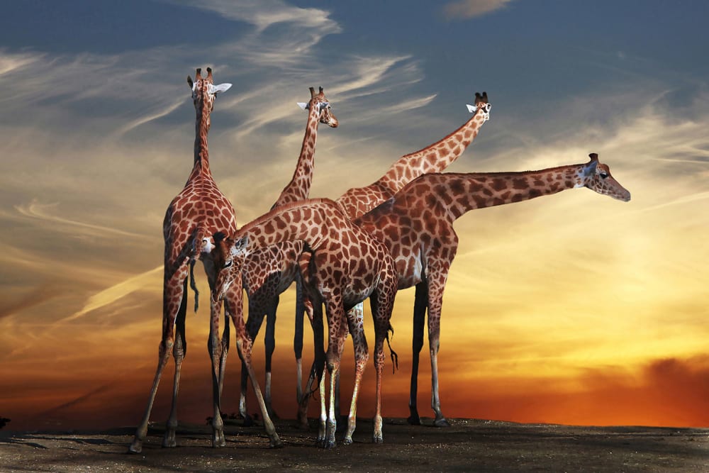 Tableau animaux girafe meeting Tableau plexiglas 120x80 cm