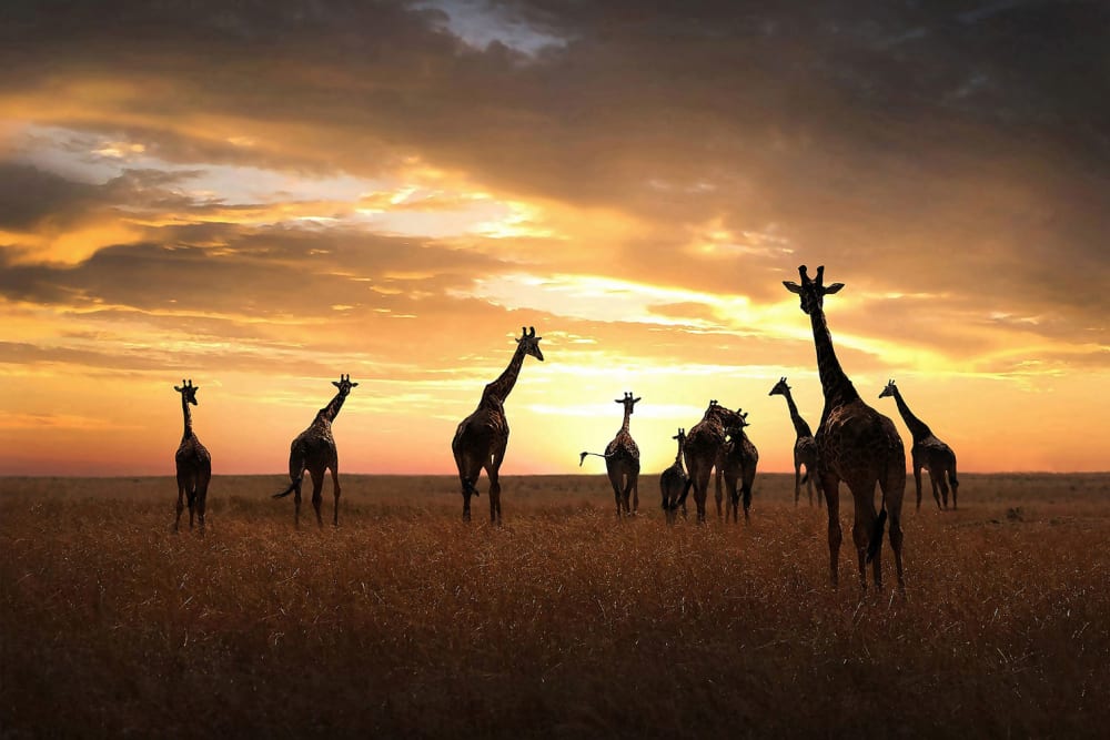 Tableau animaux girafe family toile imprimée 120x80 cm