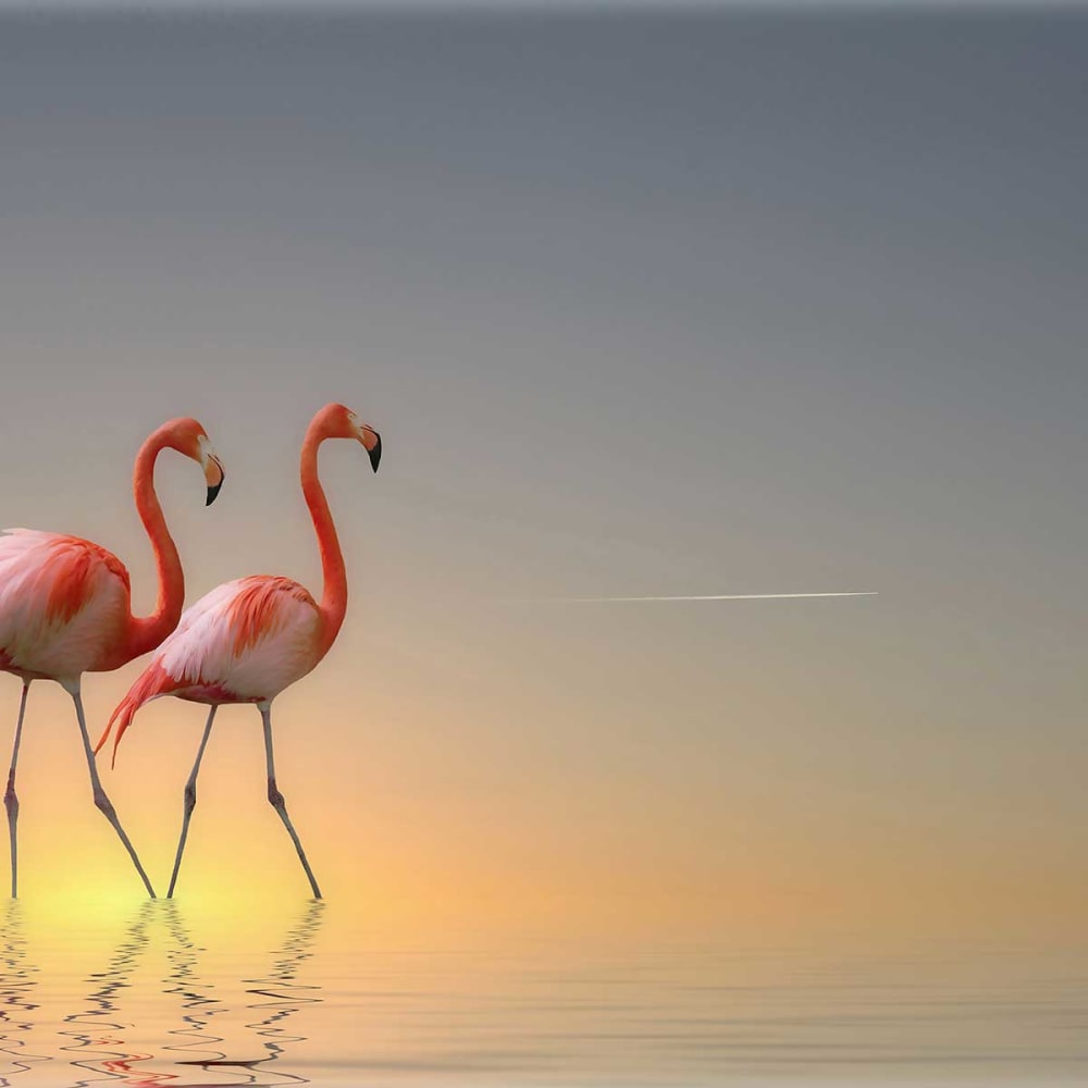 Tableau animaux flamands bleus Tableau plexiglas 120x80 cm