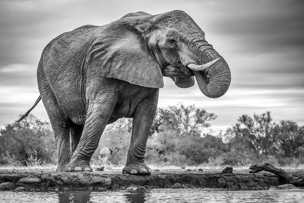 Tableau animaux standing proud Tableau plexiglas 120x80 cm