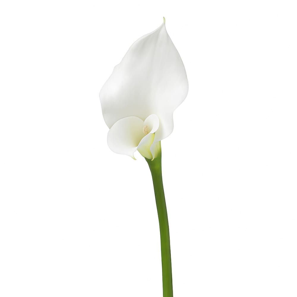 Tige d'arum long spathe artificielle blanche h76 Tige d'arum long spathe artificielle blanche h76