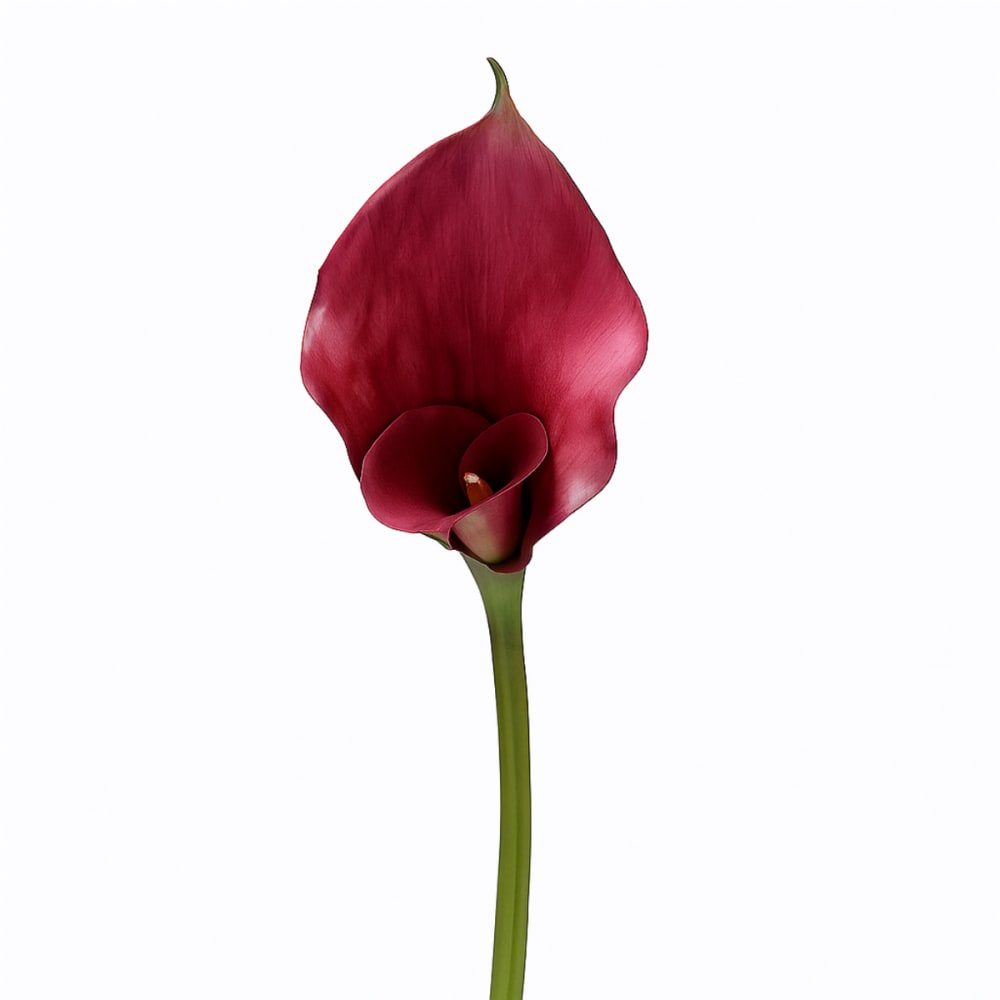 Tige d'arum long spathe artificielle bordeaux h75 Tige d'arum long spathe artificielle bordeaux h75
