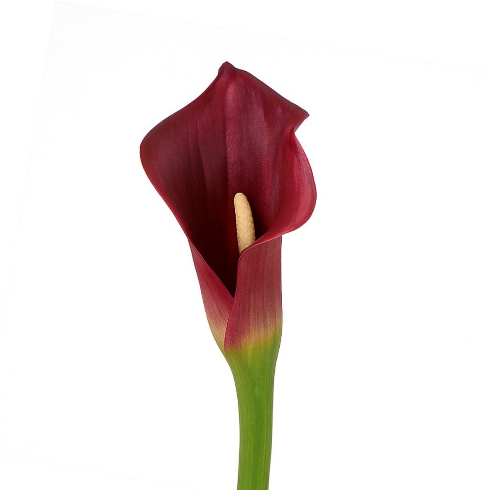 Tige d'arum court spathe artificielle bordeaux h75 Tige d'arum court spathe artificielle bordeaux h75