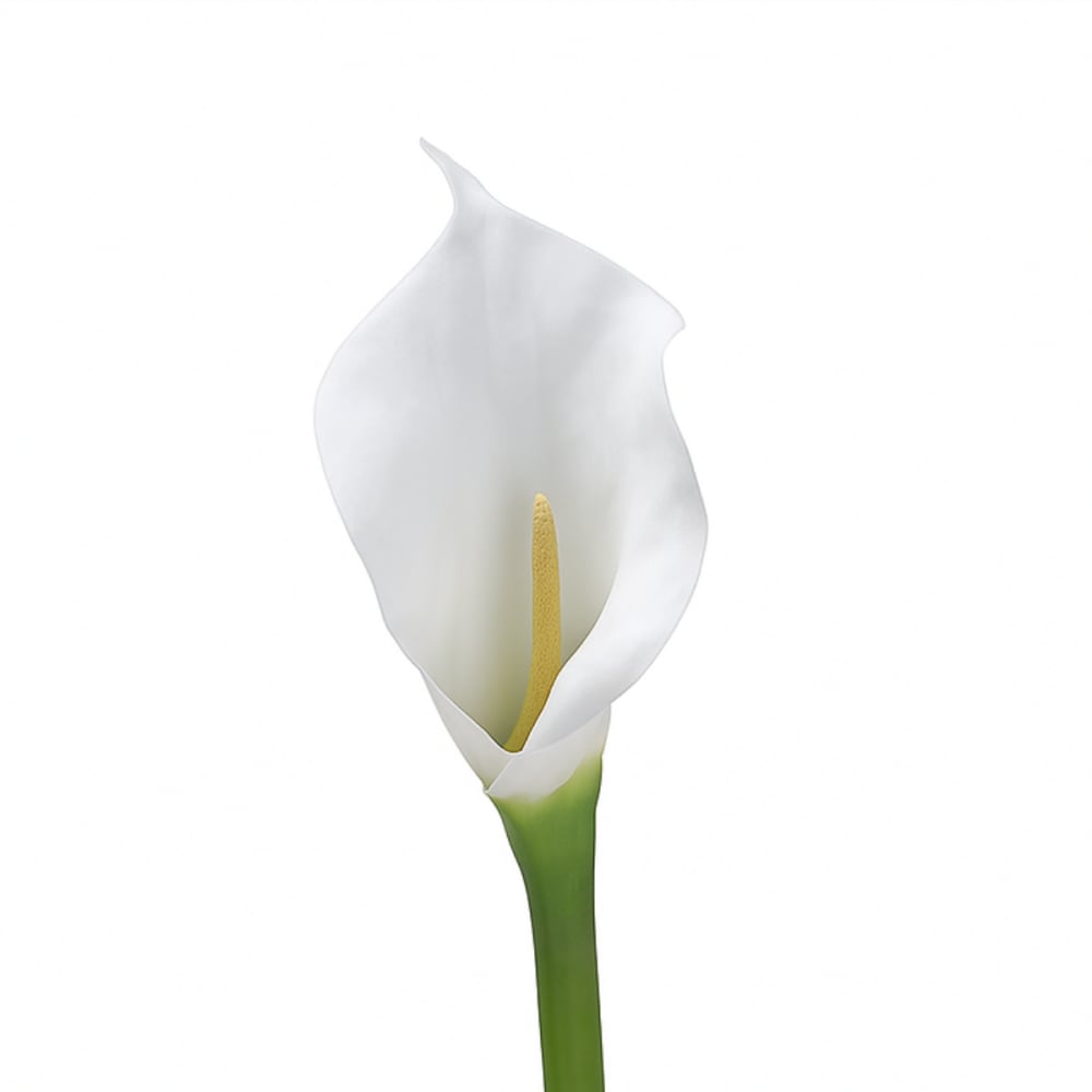 Tige d'arum court spathe artificielle blanche h75 Tige d'arum court spathe artificielle blanche h75