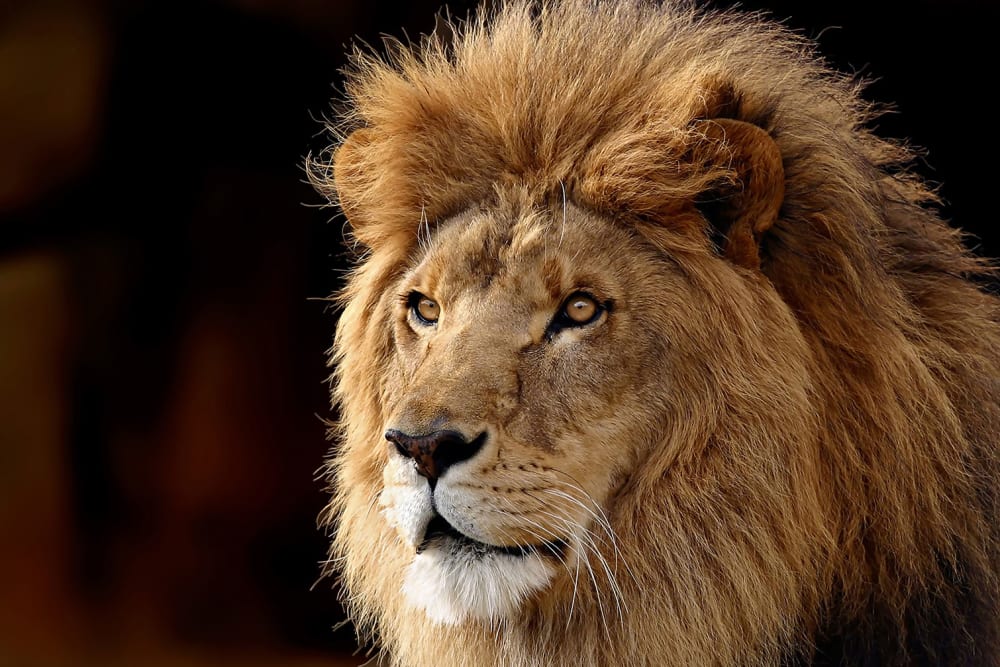 Tableau lion imprimé