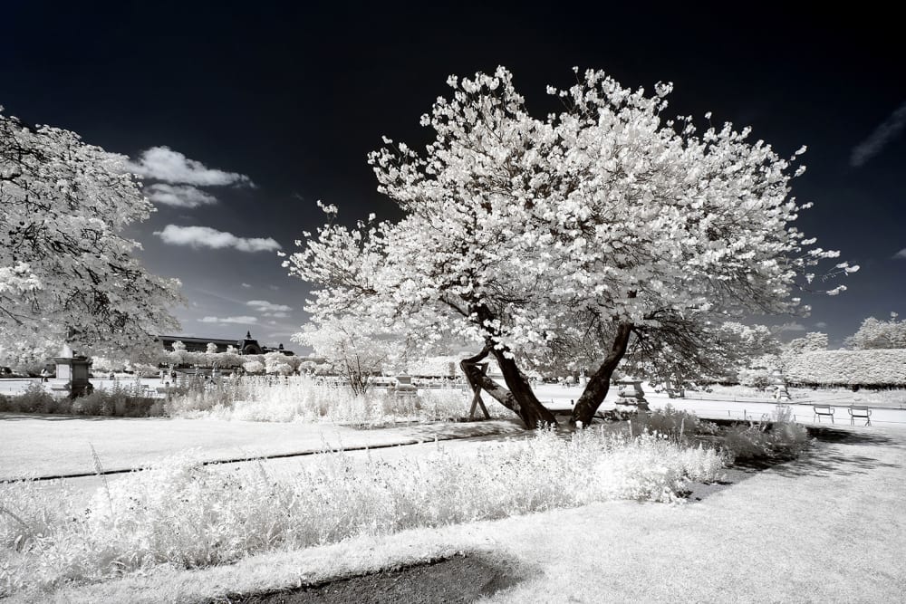 Tableau paris jardin blanc comme neige  imprimé sur toile 90x60 cm