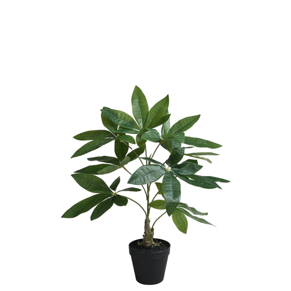 Pachira en maceta artificial verde H52