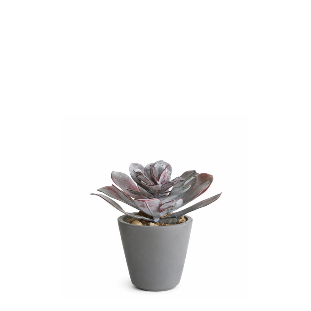 Succulente en pot artificielle rouge et verte blanchie h21