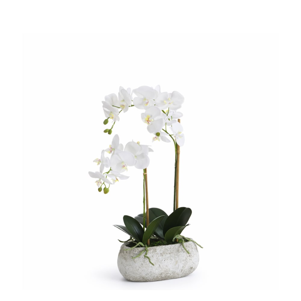 Composition d'orchidée - pot