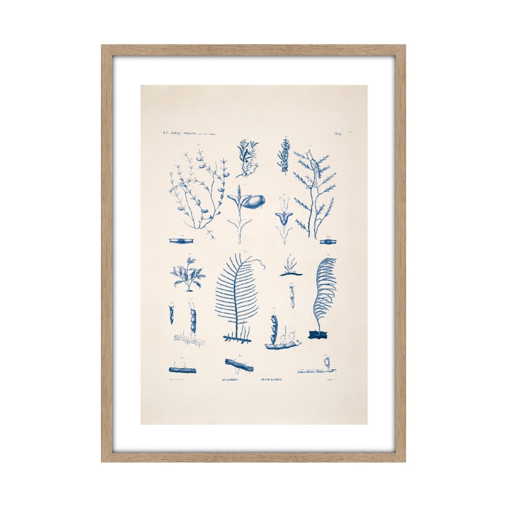 Tableau planche sea cadre en chêne massif 50 x 70 cm