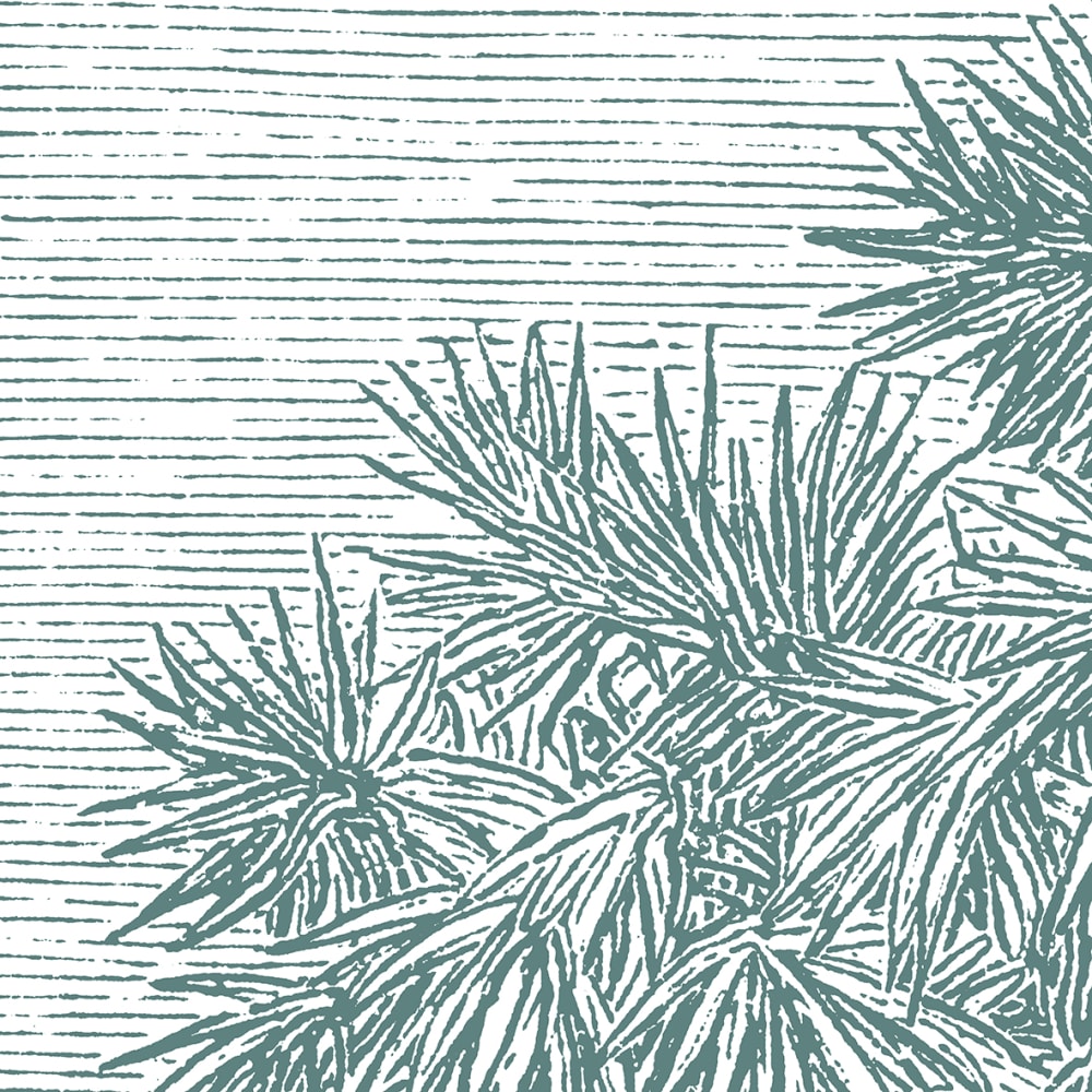 Papier peint panoramique Palmier Doum — vue 3