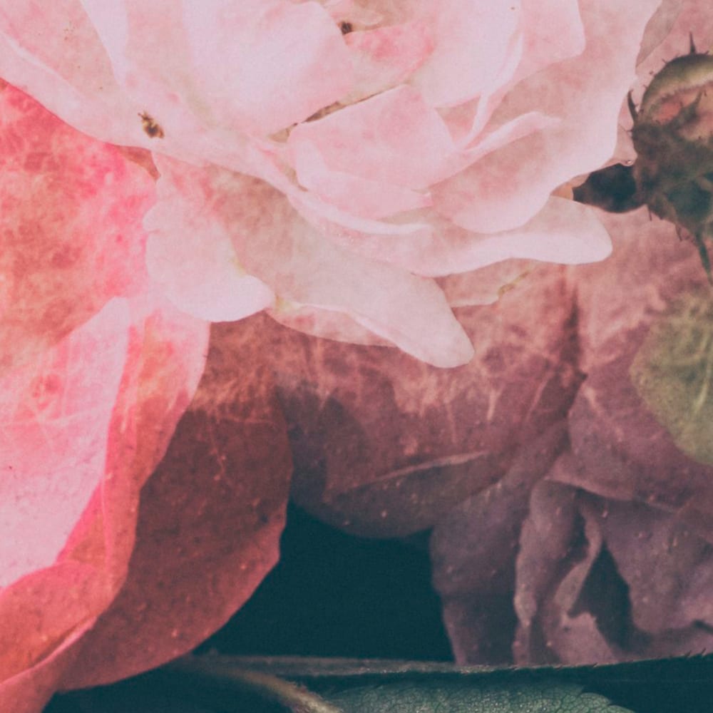 Papier peint panoramique Pink Drama — vue 3