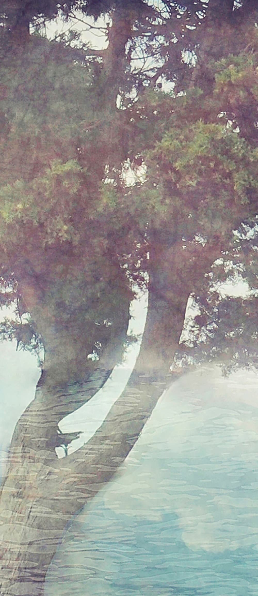 Papier peint panoramique Misty Tree — vue 3