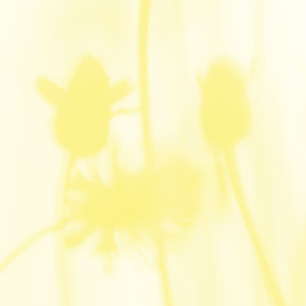 Papier peint panoramique Le Chant Des Pavots — vue 3