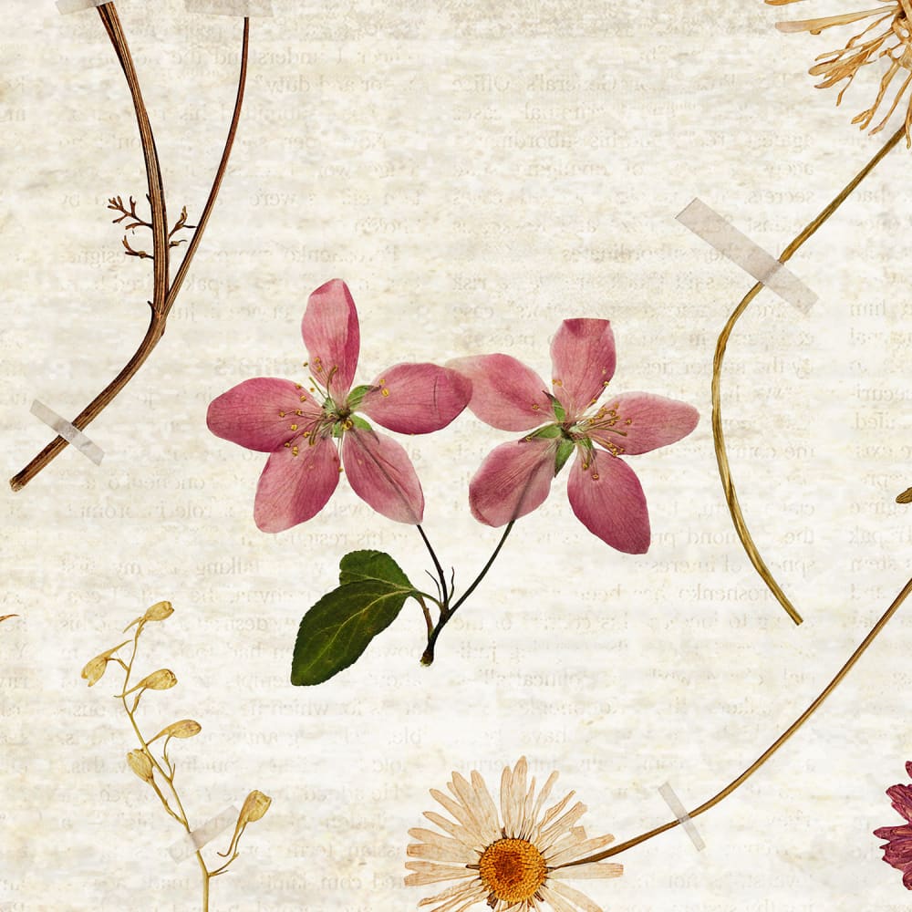 Papier peint panoramique Herbarium — vue 3