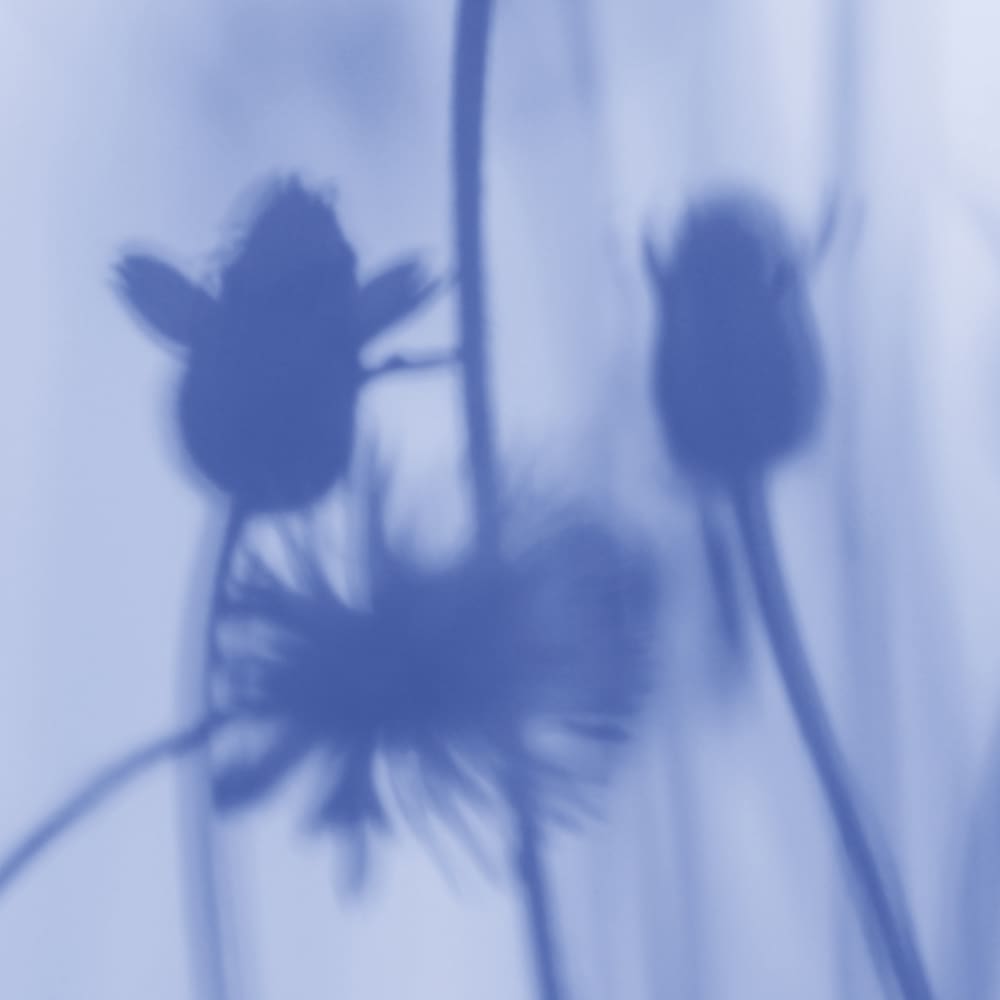Papier peint panoramique Le Chant Des Pavots — vue 3